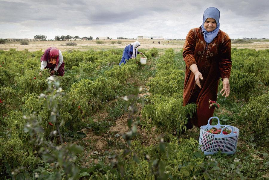 Investissements agricoles en Tunisie : baisse de 28,4% à 225,5 MD en 2024