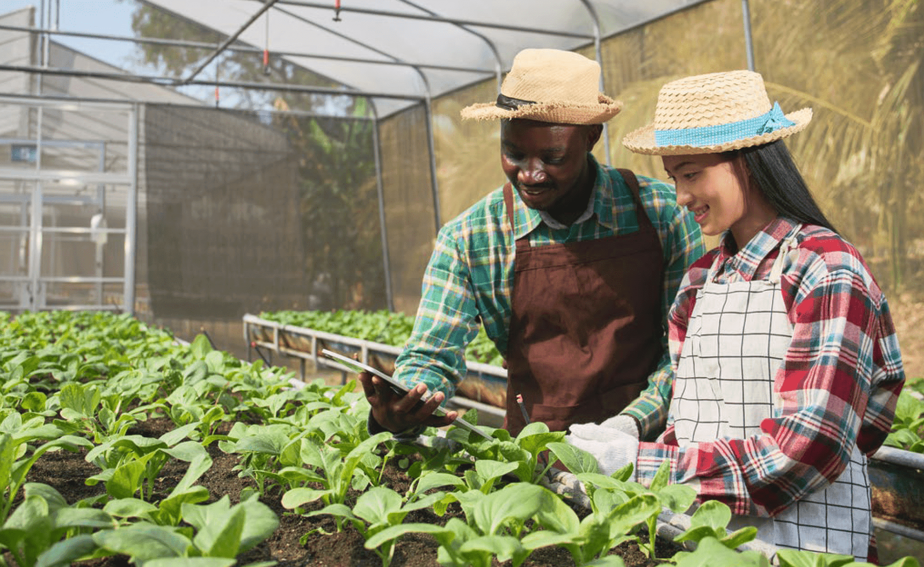 4 startup ivoiriennes rejoignent le programme Agritech d’IMPACT Lab