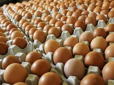 startup couveuses automatiques œufs